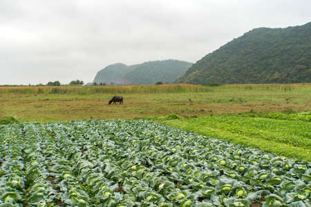 Field cabbage in Viet Nam. White cabbage grows in rows in a field in the countryside of Southeast Asia.の写真素材