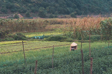 A woman works on a plant plantation. Heavy manual processing of the earth. Vietnam. Cat Ba island.