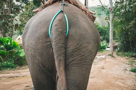 Bottom of the african bush elephant Loxodonta africana or african savanna elephant with typical tail on the full screen. big assの写真素材