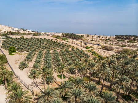 Plantation of date palms against blue sky on a sunny day. Tropical agriculture industry in the Middle East. Growing plants in arid soil of a desert. Rows of planted green trees in dry place. Farming.の写真素材