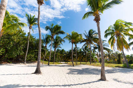 Morning view palm grove. Tall palm trees grow on the clear white sand by the sea. beautiful exotic...