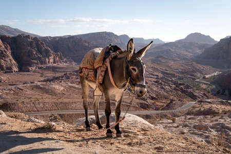 A young donkey with a saddle on its back stands on a high rock against a cloudy blue sky.の写真素材