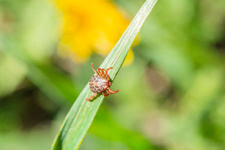 tick on the grass, acarus on green grass. Dermacentor marginatus, Dermacentor reticulatus.