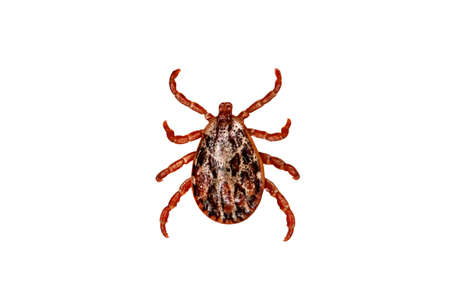 Tick isolated over white background. Tick is the common name for the small arachnids in superfamily Ixodoidea that, along with other mites, constitute the Acarina. Dermacentor reticulatusの写真素材