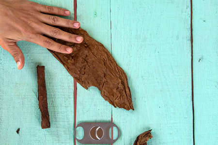 traditional process of making cigars in close-up. A man rolls a tobacco leaf into a cigar. valley of...