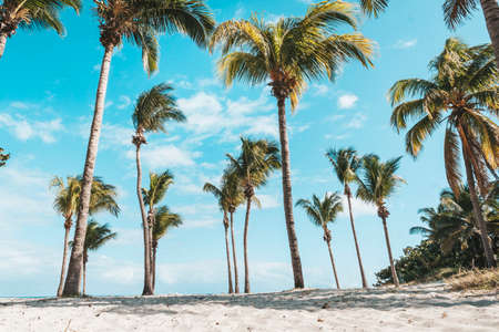 Summer. Sunny day. Cuba, the beach of Varadero Atlantic Ocean. Palm grove with coconut. tall coconut trees. vintage. way beachの写真素材