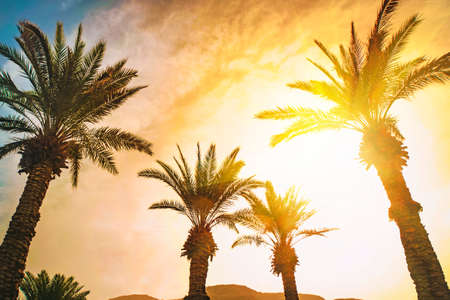 Date palms on the beach with sunflare. Wallpaper, backgroundの写真素材