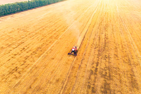 Agriculture machine harvesting crop in fields. Harvesting in autumn in the morning at dawn....
