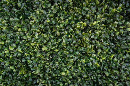 Decorative artificial green grass texture background. plastic artificial small leavesの写真素材