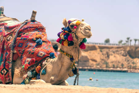 Camel resting in shadow on the beach of Hurghada. An adult Egyptian camel for transporting tourists rests lying on a sandy beach against the backdrop of a beautiful sea. Egypt.の写真素材