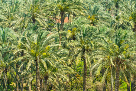 Aerial view nature of palm trees. Palm oil industrail tree plantation pattern. Lots of bright green palm trees in the forest.の写真素材