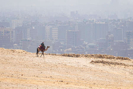 Camels with a local Bedouin walk through desert near the Great Pyramid of Khufu in Giza against the...