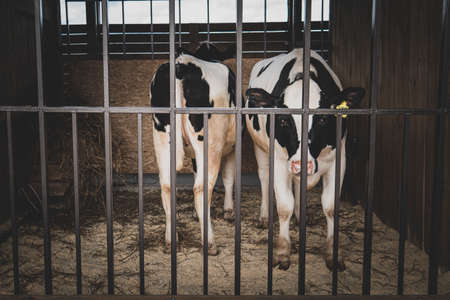 A cow and her calf are standing in a cage. Cattle breeding. focus on the cellの写真素材