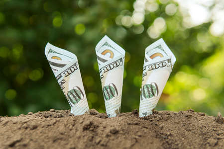 Profitable ecology. Earnings on eco-products. One hundred dollars bills money growing in soil. Profitable crop productionの写真素材