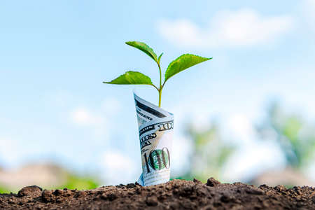 Dollar bill plant growth from ground. Concept of money tree growing investment and saving....