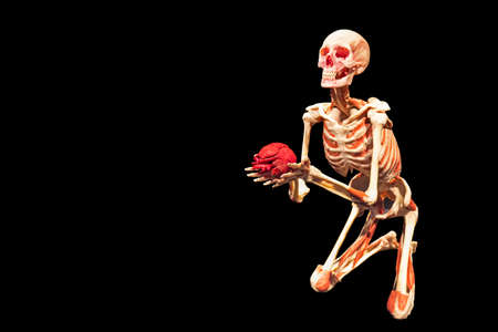 red heart in the hands of a skeleton isolated on a black background. The concept of love, medicine...