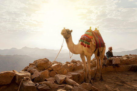 camel and a Bedouin rest on the edge of a cliff while climbing Mount Moses. Bedouin lifestyle. Sinai Peninsula, Egypt. October 14, 2022.のeditorial素材
