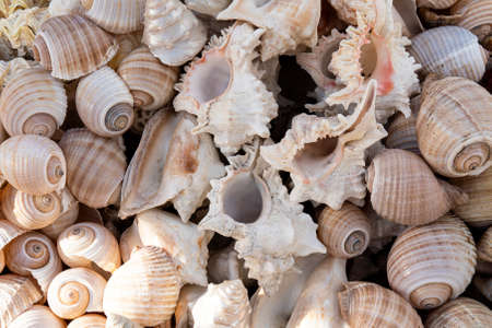Summer background pattern from seashells. Shell close-up. ocean coast. Seashell background. top view.の写真素材