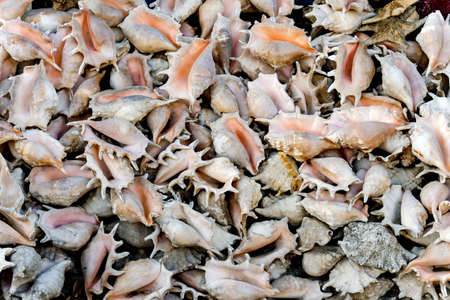 Seashell background. Sea shells as souvenirs for tourists for sale. top view.の写真素材