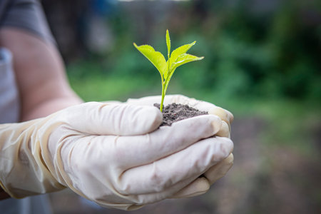 Human hands holding green small plant new life concept. A cherry seedling in the hands of an elderly...