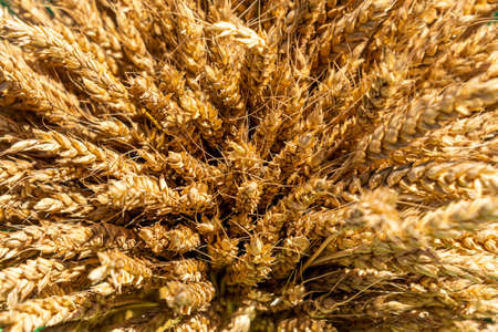 Rural scenery. Background of ripening ears of wheat field and sunlight. crop field. selective focus. field landscape. top viewの写真素材