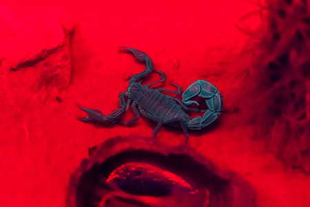 a black scorpion in red light at night on the sand.の写真素材
