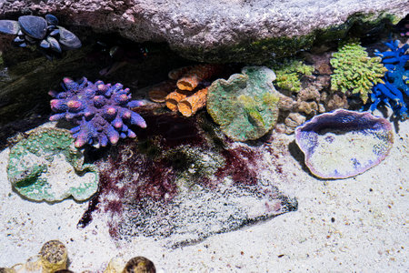 Bright coral reef scene of Thistle soft corals and Plate coral