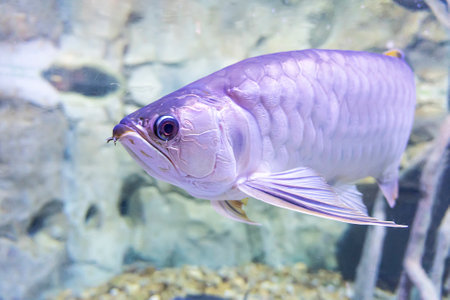 aquarium fish underwater close-up on the background of coralsの写真素材