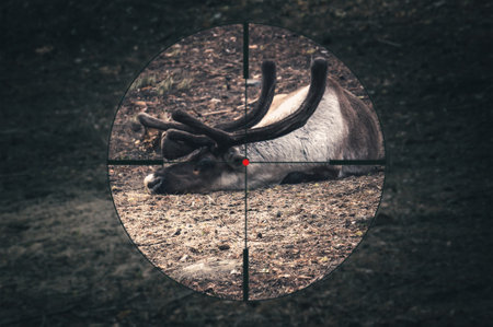 Reindeer with large horns lying on the ground. The carcass of a reindeer killed by poachers. Deer hunting in a wild forest. view through a sniper scope. animal cruelty. deer huntingの写真素材