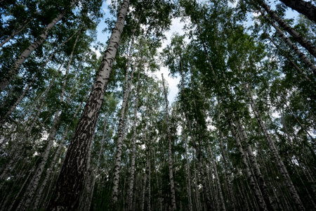 Birch grove in spring, birch tree trunks as a background. bottom view.の写真素材