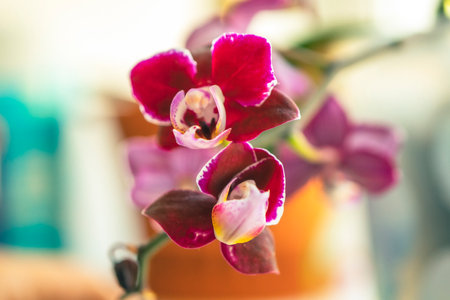 orchid flowers close-up on a blue background, copy space.の写真素材