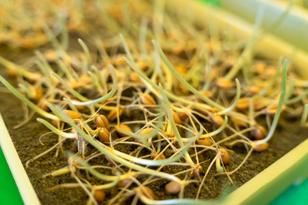 Growing microgreens in container at home. Gardener planting young seedlings of parsley in vegetable garden or laboratory. home gardening. Growing healthy food concept. wheatの写真素材