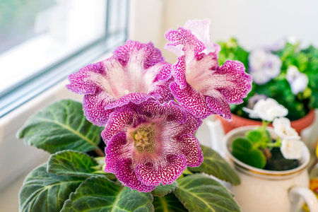 Close up of Gloxinia Sinningia speciosa flowers in the foreground and dark green leaves. Plants on the windowsill against the background of the window.の写真素材
