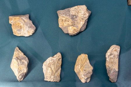 ancient prehistoric fossils. An archaeological find. the first living beings on the planet earth....