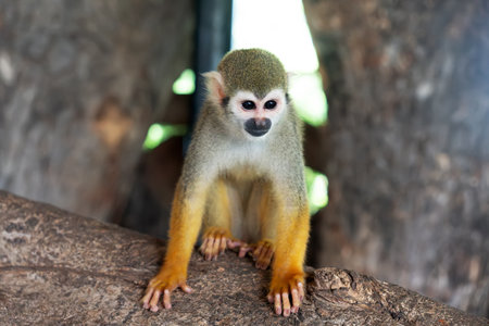 Ecuadorian squirrel monkey Saimiri cassiquiarensis macrodon at botanical garden, Guayaquil, Ecuador....
