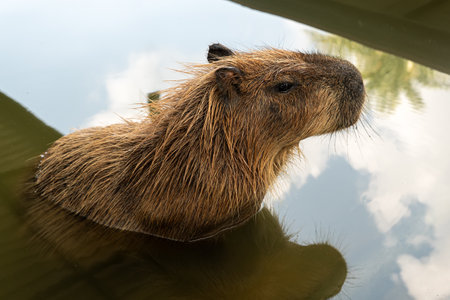 Adult Capybara Swimming in Water. capybara head close-up