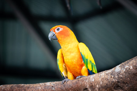 Small bird sun conures yellow green and orange color birds petting zoo free flying parrot goods for...