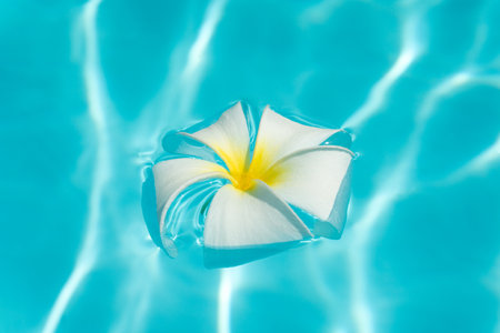 Tropical frangipani flowers on a blue water background. Top view, flat lay.の写真素材