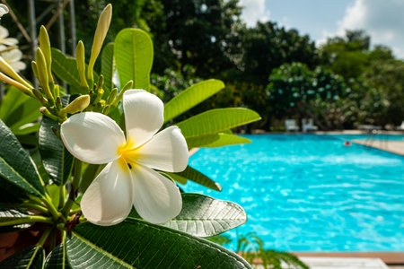 view of single white Frangipani, Temple Tree Flower On Green Leaves Natural Background. Plumeria against the background of a blue pool. The concept of spa and relaxation in the summer.の写真素材