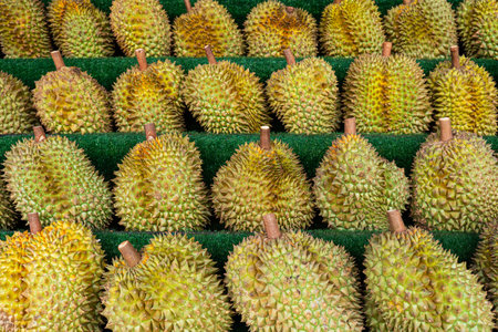 Group of fresh durians in the durian market. durian on the counter in the store. many fruits of the royal durian fruit on the background.t. harvestingの写真素材