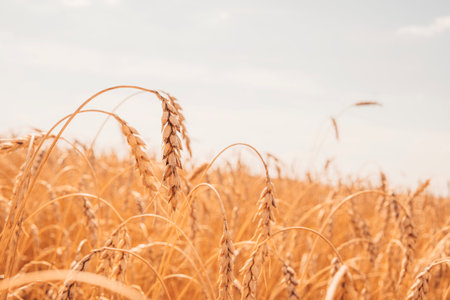 Ripe ears of wheat. Wheatfield. Blue sky with clouds. Summer harvest of ripe wheat. Golden ears. Agriculture. wheat is ripe. agro businessの写真素材