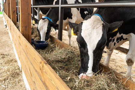 Healthy dairy cows feeding on fodder standing in row of stables in cattle farm barn. Concept of farming business and taking care of livestockの写真素材