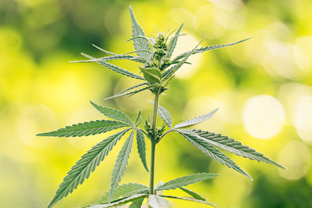 Beautiful white flowering cannabis plant detail with green serrate compound leaves. Growing lush hemp with bokeh in colored blurry background. Use in pharmacy, herbal medicine or as psychoactive drugの写真素材