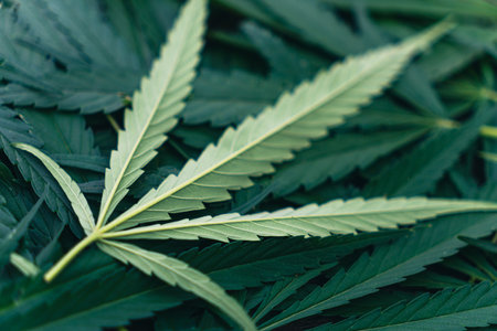 Cultivated cannabis leaves close-up, selective focus. harvesting, harvesting, drying of cannabis,の写真素材