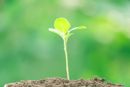 Little green shoot, sprouting from the ground, macro close up. nature and environment. organicの写真素材