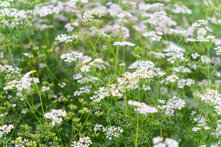 Field of green grass and blooming wild flowers, a lawn in spring. flowering of cilantro.の写真素材