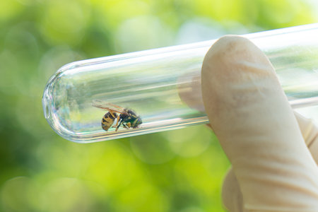 Wasp close-up The wasp was taken with tweeters on a honeycomb during scientific research. a dead wasp in a glass tube in the hands of a scientistの写真素材