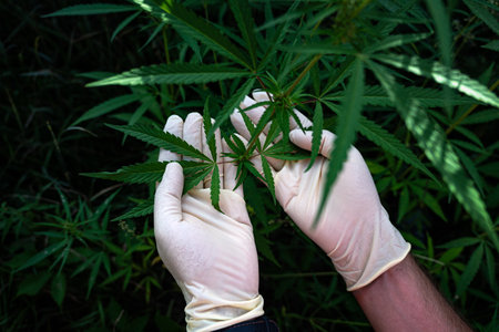 Scientist research high quality cannabis for medical purposes in grow facility. Hand wearing rubber glove holding gratifying cannabis plant in soil at curative cannabis weed farm.の写真素材