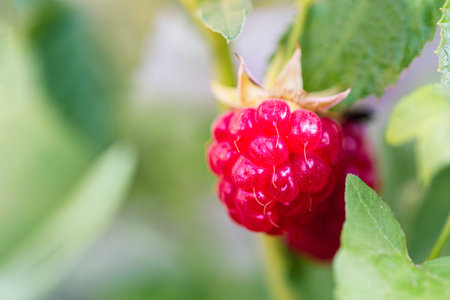 Macro photo of red wild raspberry copy space