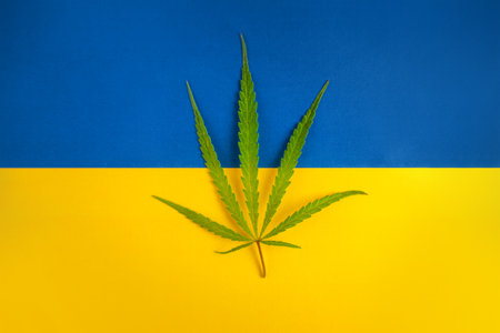 a hemp leaf on background of the Ukrainian flag. Concept of legalization and changes in legislation regarding cultivation and use of marijuana in the country ukraineの写真素材